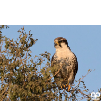 گونه شاهین بلوچی Laggar Falcon